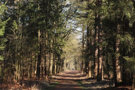 The 8 greatest forests in the Netherlands for a nature escape