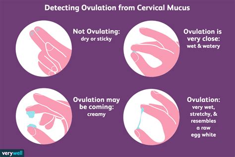 How to Check Your Cervical Mucus and Detect Ovulation