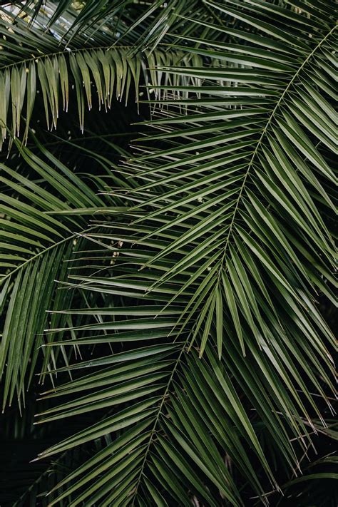 HD wallpaper: Tropical palm leaves, floral pattern background, summer ...