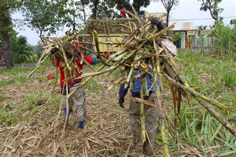 Harvesting sugar cane editorial photo. Image of farmers - 74622221