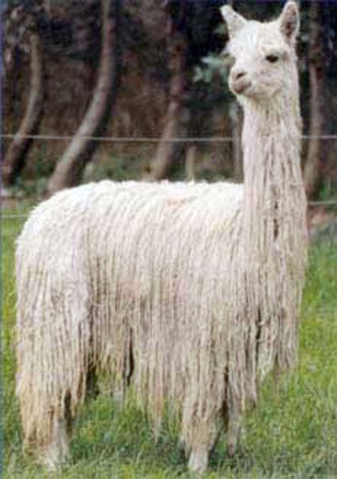 Suri Alpaca We love our alpacas and love taking care of them. To see more stunning alpacas and ...