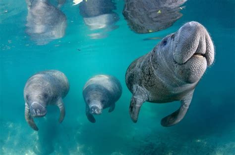 How to swim with the manatees in and around Crystal River, FL