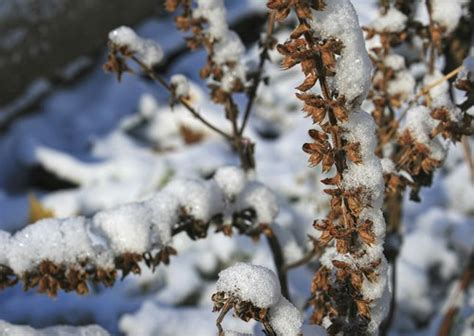 The first real snow of the season | Victory Rolls and V8s