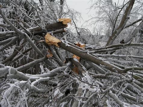 Ice Storm Tree Destruction | Ice storm, Winter trees, Disaster preparedness