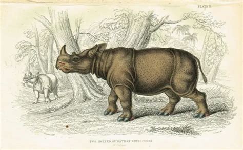 RHINOCÉROS DE SUMATRA à deux cornes, impression antique colorée à la ...