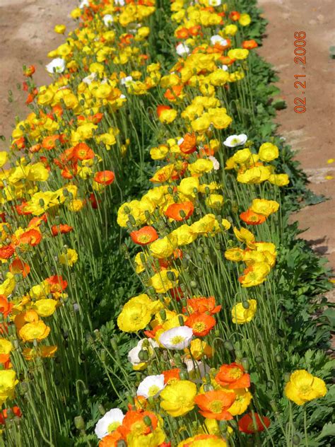 Flowers & Ornamental Plants Archives - Arava R&D