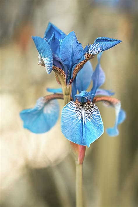 Blue iris flower, Iris sibirica. Photograph by Karina Knyspel - Fine ...