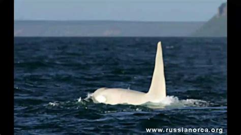 "Iceberg " albino Killer Whale - video and pictures - YouTube