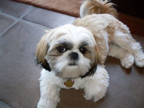 Shih Tzu Puppies - Pet Adoption and Sales