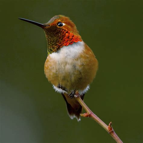 Rufous Hummingbird | The Audubon Birds & Climate Change Report