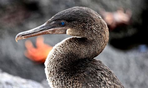 Galapagos Flightless Cormorant by Andean Discovery