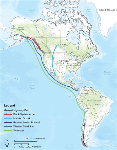 Meet the Birds – Pacific Flyway Shorebirds