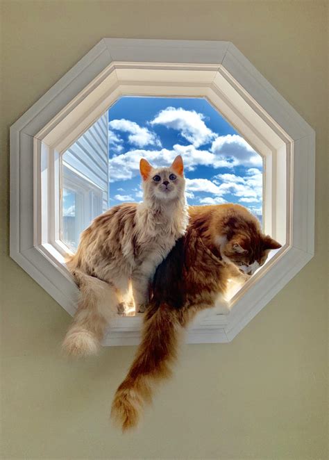 Window cats! : aww