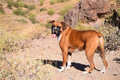 3 Boxer Dog Colors (With Pictures) | Hepper