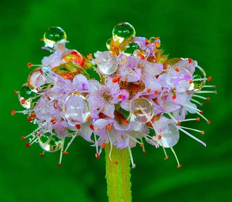 Raindrops On Flowers, Macro Photography Stock Image - Image of russia ...