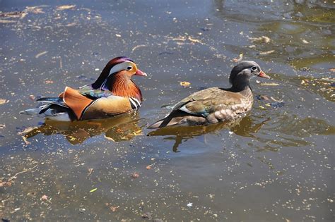 Bird Mandarin Duck Male Female - Free photo on Pixabay