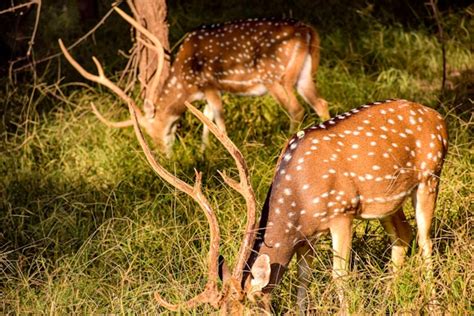 A Guide To Ranthambore National Park