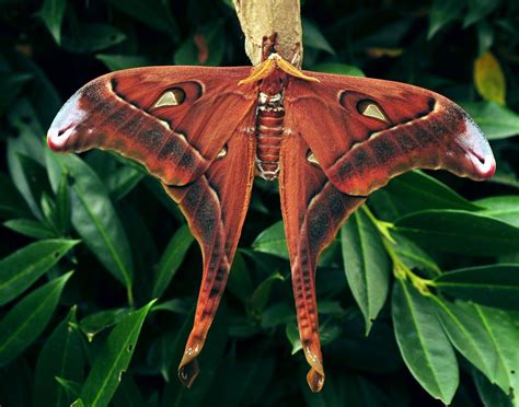 The Hercules Moth (Coscinocera hercules) is a moth of the Saturniidae family, endemic to New ...