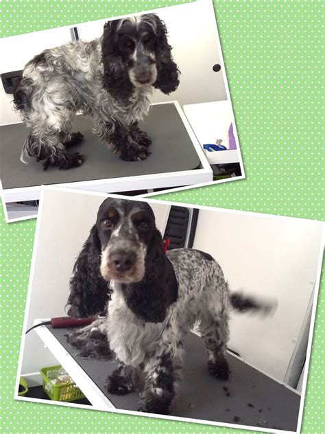 Cocker Spaniel Grooming - Woofingtons