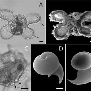 Late veliger larvae of Strombus pugilis . A. Light micrograph of 9 d ...