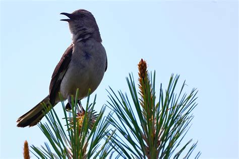 Singing Mockingbird Photograph by Bewokephotography Krob - Fine Art America