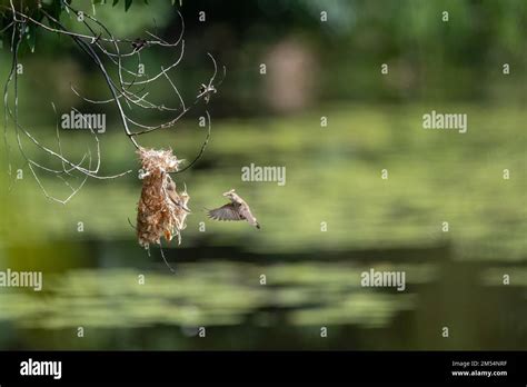 A Brown-backed Honeyeater is in mid-flight to its hanging nest with ...