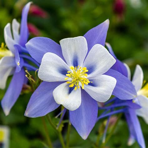 Aquilegia - Bluebird Columbine - Sugar Creek Gardens