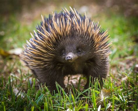 19 Adorable Aussie Animals That Will Bring A Bit Of Joy To Your Self-Isolation | Australia ...