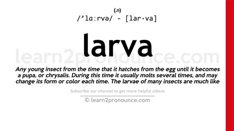 Pronunciation of Larva | Definition of Larva - YouTube