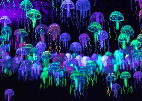 Jellyfish Behavior - AnimalBehaviorCorner