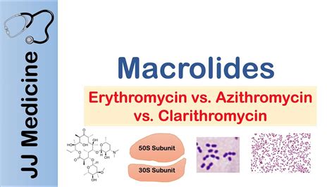 Understanding Macrolide Antibiotics: Uses, Side Effects, and Interactions