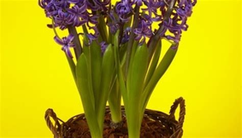 How to Grow Hyacinth Bulbs Indoors | Garden Guides