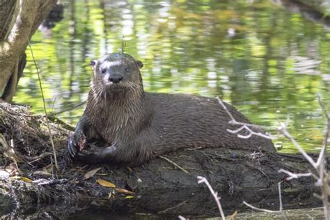 The Northern River Otter (Lutra canadensis)