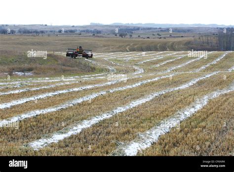 AGRICULTURE IN THE CANADIAN PRAIRIES GRAIN FARMING Stock Photo - Alamy