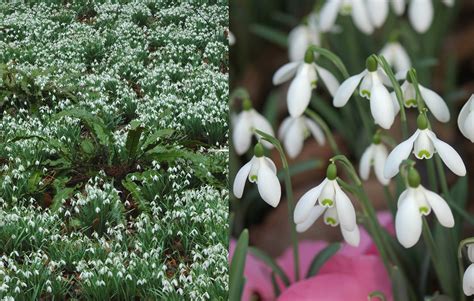 Winter Flowers: Snowdrops — Plinth et al