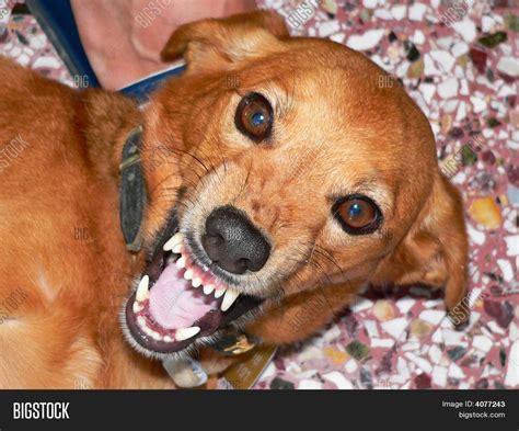 Angry Dog Image & Photo (Free Trial) | Bigstock