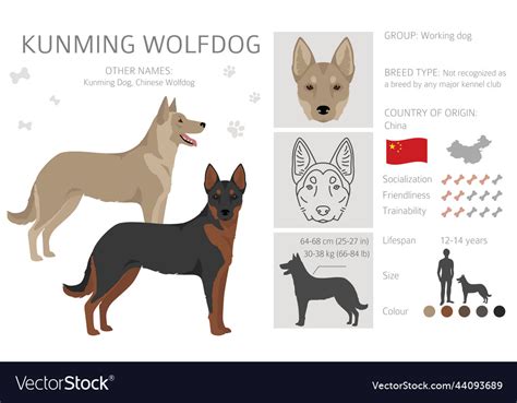 Kunming wolfdog clipart different coat colors set Vector Image