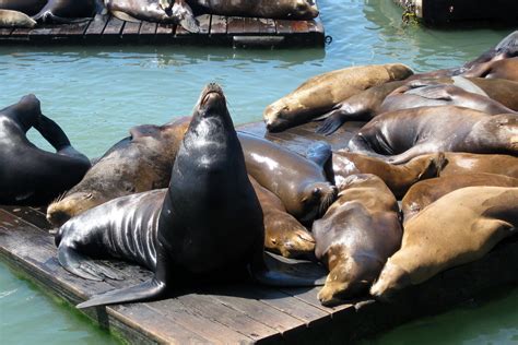 Fishermans Wharf San Francisco Sea Lions