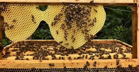 Beekeeping for Beginners: What Does It Take To Make Your Own Honey?