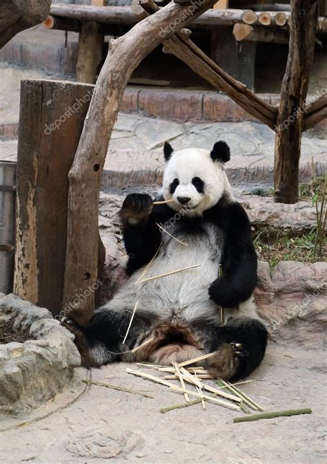 Panda bear eating bamboo — Stock Photo © geargodz #63203711