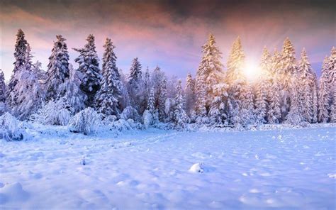 Winter Forest Sunset Wallpaper