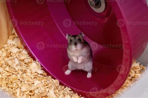 Campbell's dwarf hamster 3775064 Stock Photo at Vecteezy