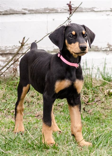 Doberman Pinscher Dog in 2023 | Doberman puppy, Doberman pinscher dog ...