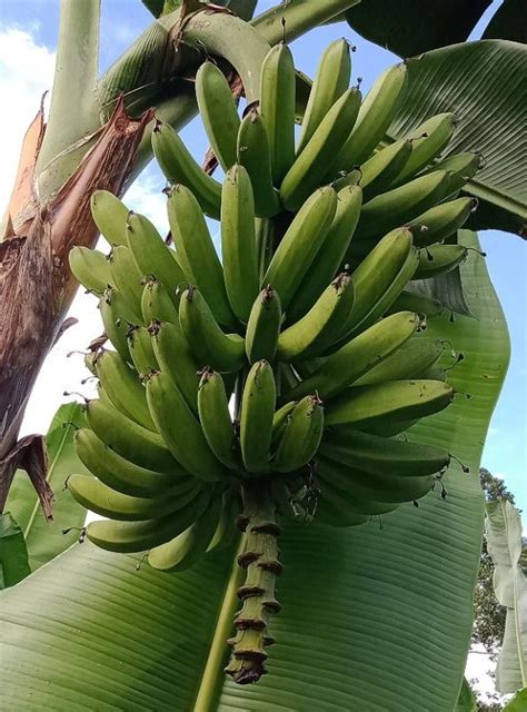 Pisang Nangka - Herbalwise Holdings