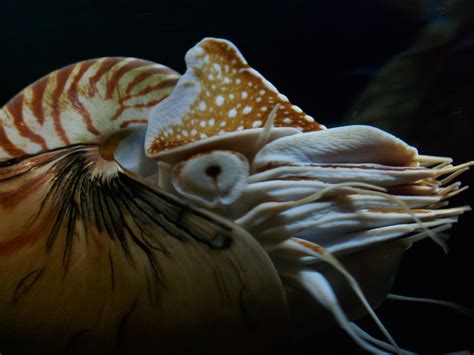 Nautilus: The Ocean's Living Fossil - Ocean Info