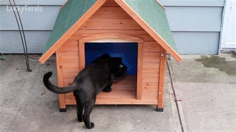 New Raccoon Proof Feral Cat Feeder Setup And Construction - Lucky Ferals