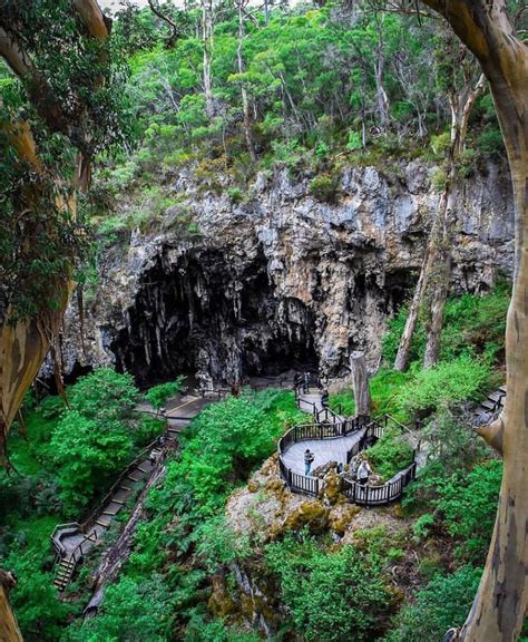 What an amazing entrance it is, to the Lake Cave! The entrance lies via a sinkhole and narrow ...