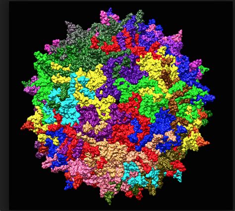 adeno associated virus vectors | VIROLOGY RESEARCH SERVICES