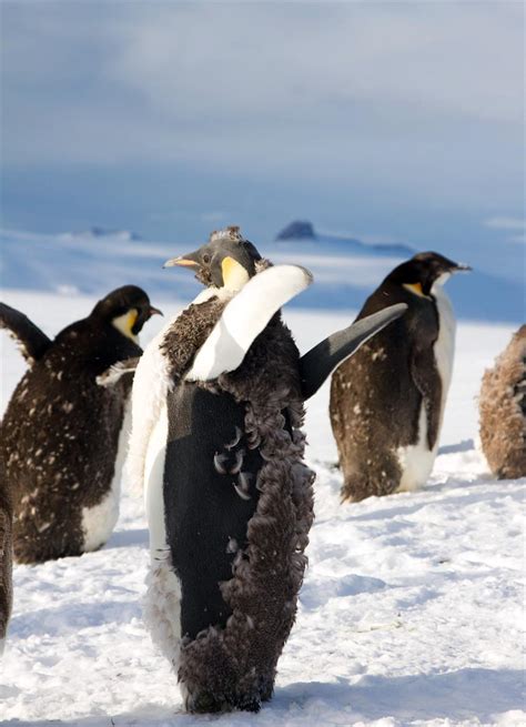 Antarctic Photo Library - Photo Details - emperor-penguin-molting.jpg