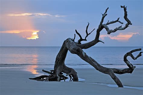 Driftwood Beach Wall Art – Jekyll Island Photography